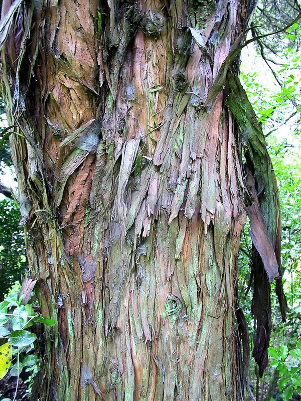 Podocarpus totara The University of Auckland